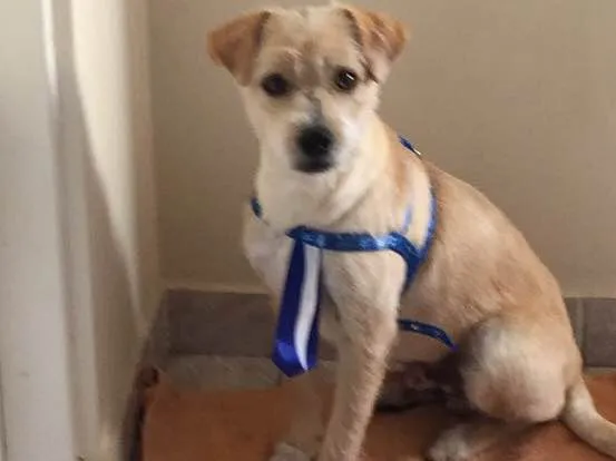 Cachorro ra a Vira lata idade 7 a 11 meses nome Bob