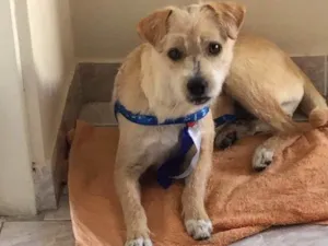 Cachorro raça Vira lata idade 7 a 11 meses nome Bob