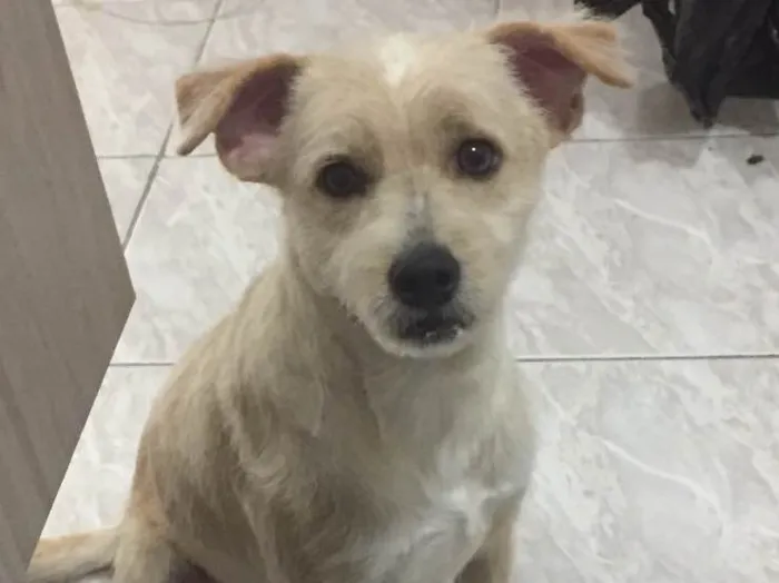 Cachorro ra a Vira lata idade 7 a 11 meses nome Bob