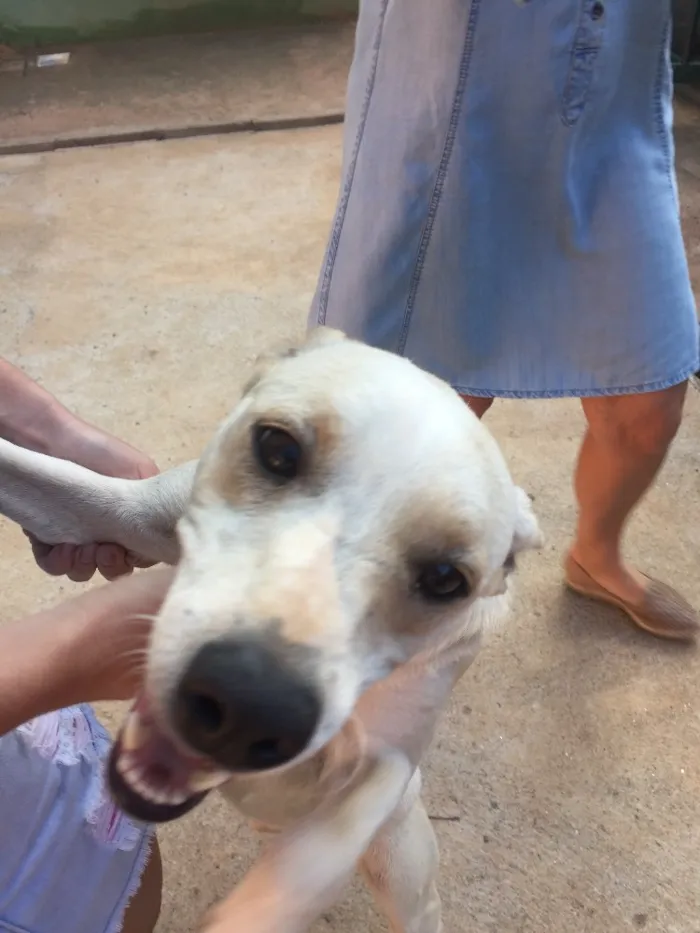 Cachorro ra a SRD  idade 2 anos nome Sem nome 