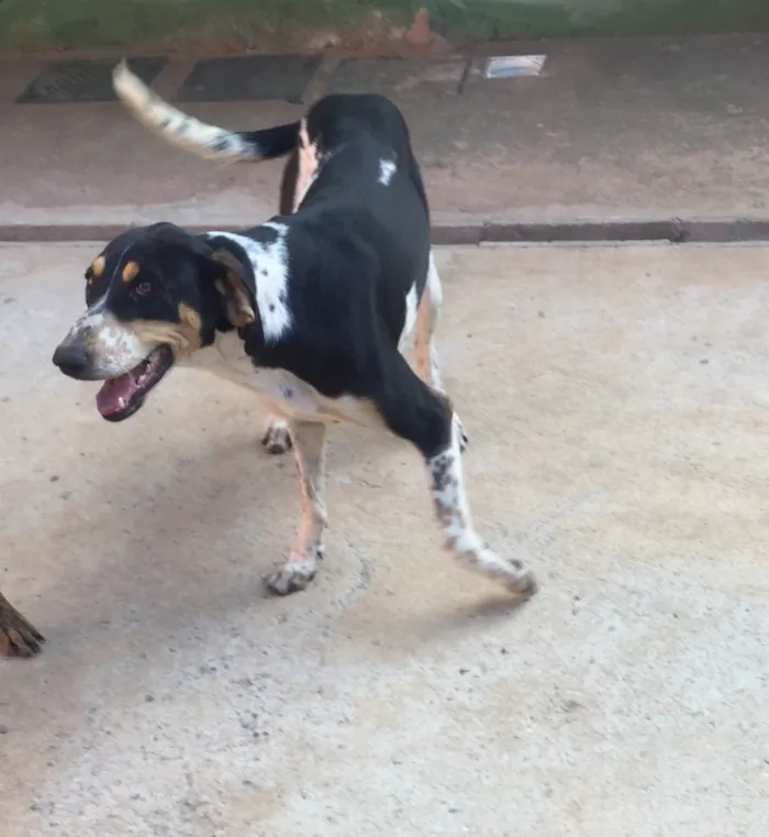 Cachorro ra a SRD  idade 2 anos nome Sem nome 