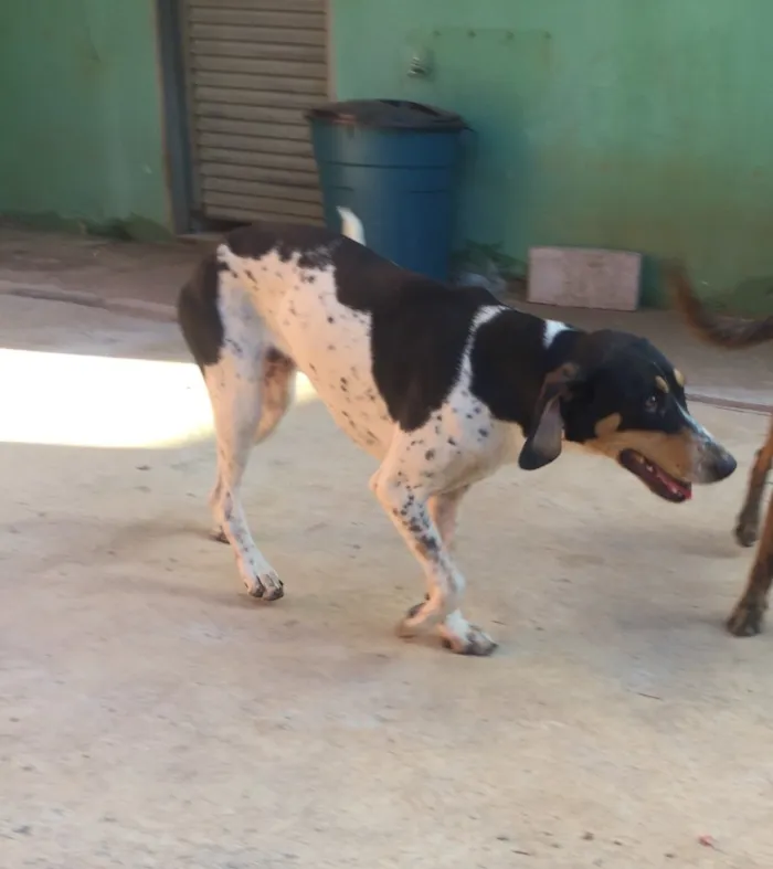 Cachorro ra a SRD  idade 2 anos nome Sem nome 