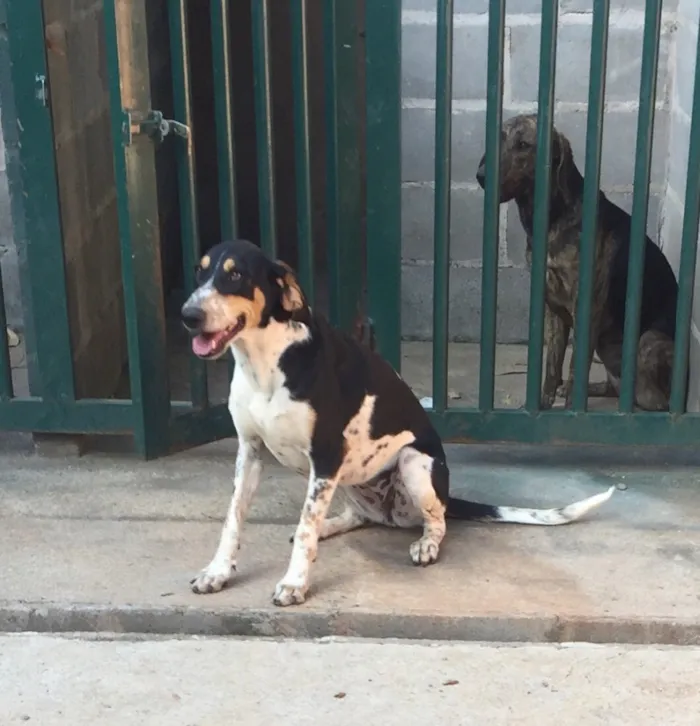 Cachorro ra a SRD  idade 2 anos nome Sem nome 