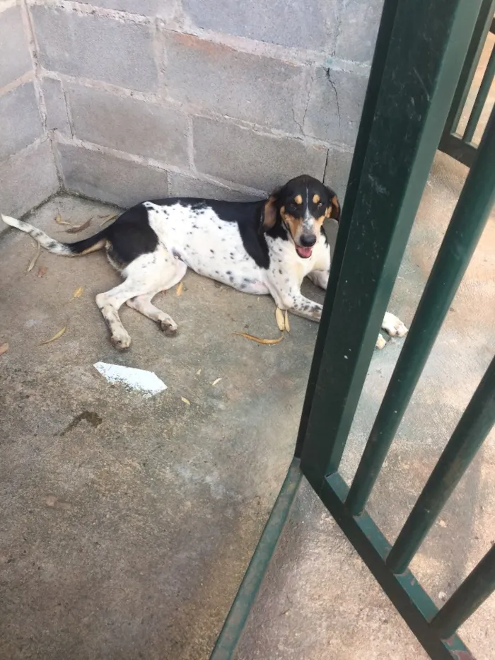 Cachorro ra a SRD  idade 2 anos nome Sem nome 