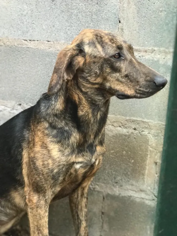 Cachorro ra a SRD  idade 2 anos nome Sem nome 
