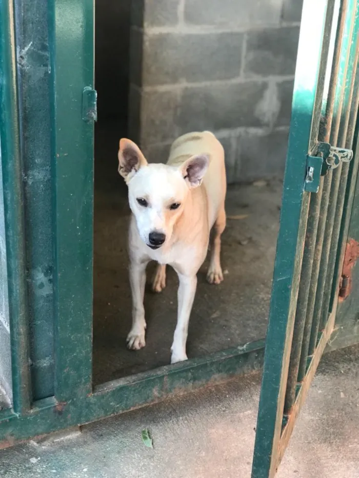 Cachorro ra a SRD  idade 2 anos nome Sem nome 