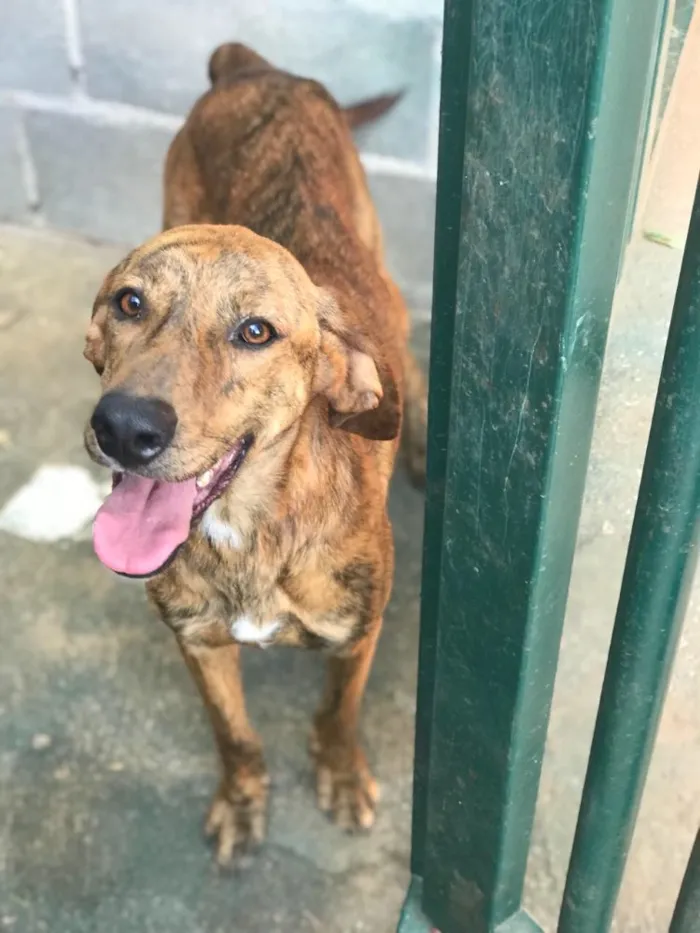 Cachorro ra a SRD  idade 2 anos nome Sem nome 