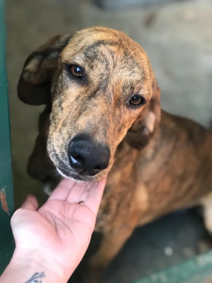 Cachorro ra a SRD  idade 2 anos nome Sem nome 