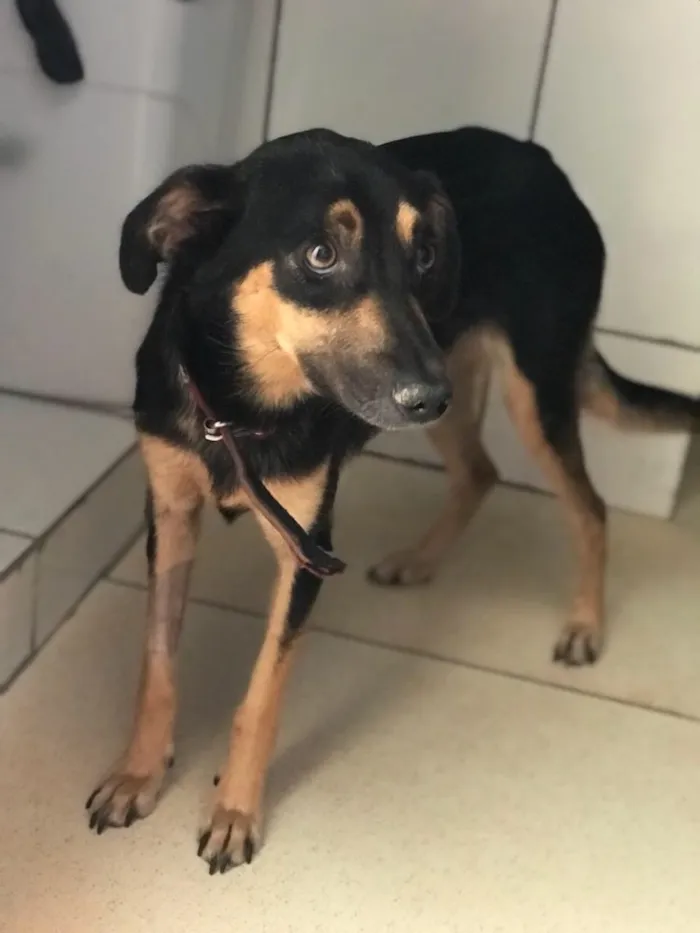 Cachorro ra a SRD  idade 2 anos nome Sem nome 