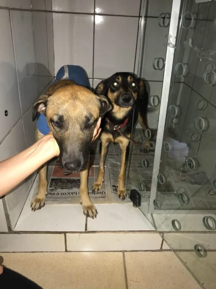Cachorro ra a SRD  idade 2 anos nome Sem nome 
