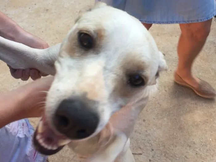 Cachorro ra a SRD  idade 2 anos nome Sem nome 