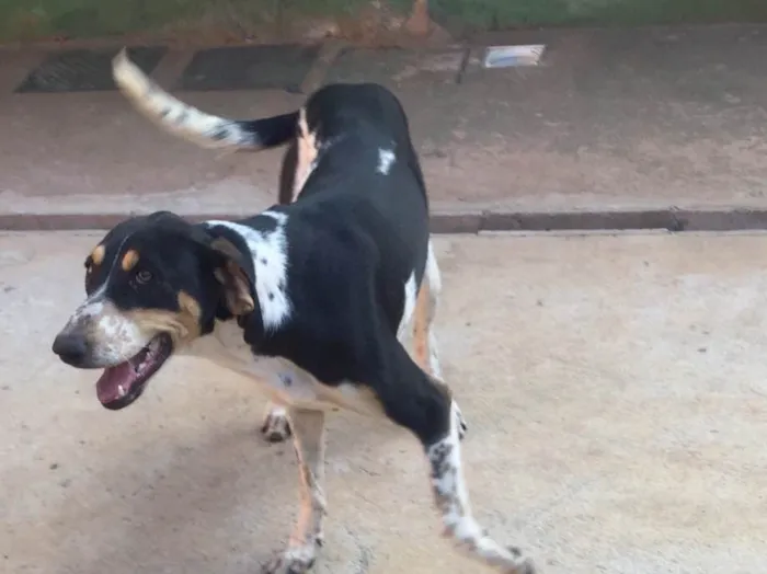 Cachorro ra a SRD  idade 2 anos nome Sem nome 