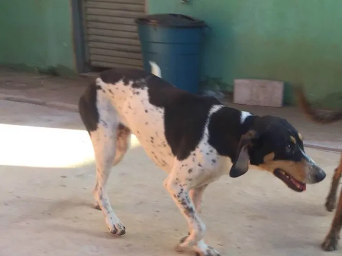 Cachorro ra a SRD  idade 2 anos nome Sem nome 