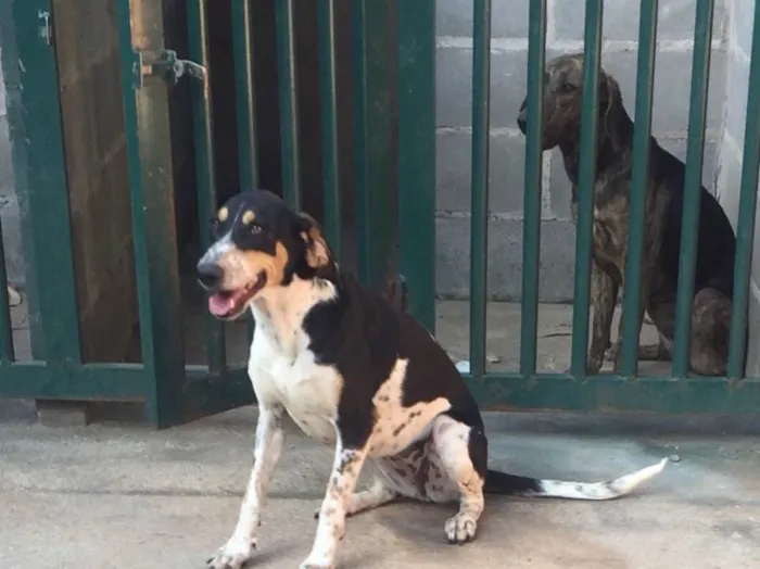 Cachorro ra a SRD  idade 2 anos nome Sem nome 