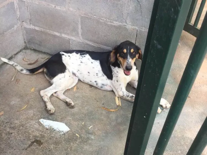 Cachorro ra a SRD  idade 2 anos nome Sem nome 