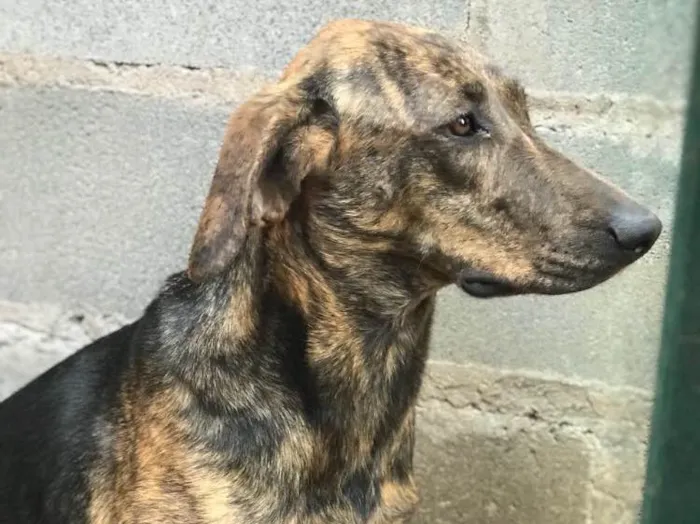 Cachorro ra a SRD  idade 2 anos nome Sem nome 