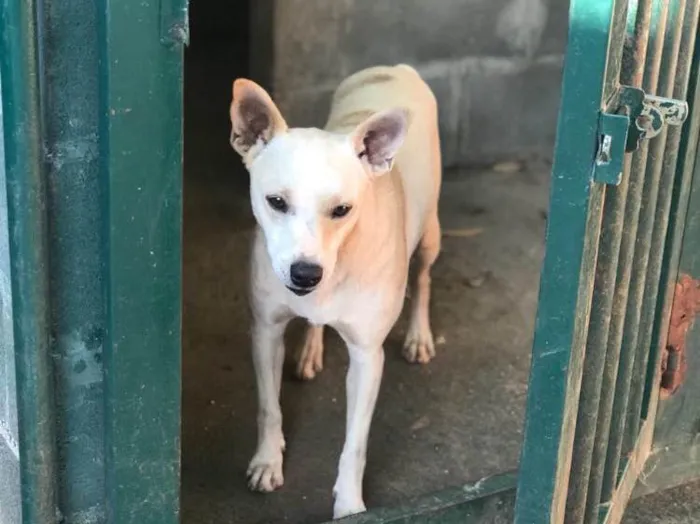 Cachorro ra a SRD  idade 2 anos nome Sem nome 