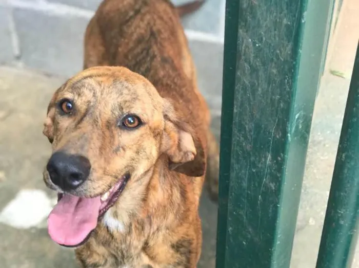 Cachorro ra a SRD  idade 2 anos nome Sem nome 
