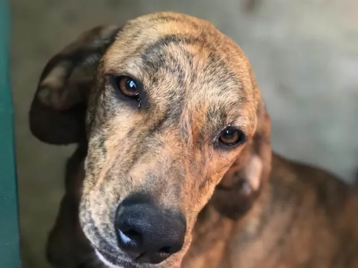 Cachorro ra a SRD  idade 2 anos nome Sem nome 