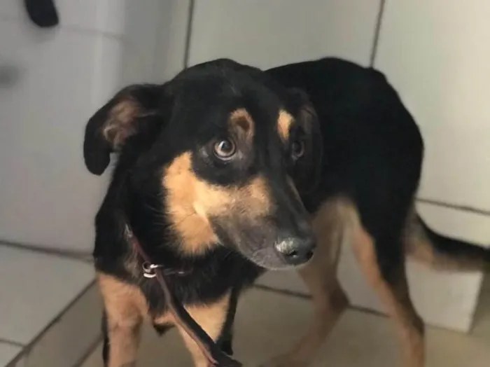 Cachorro ra a SRD  idade 2 anos nome Sem nome 