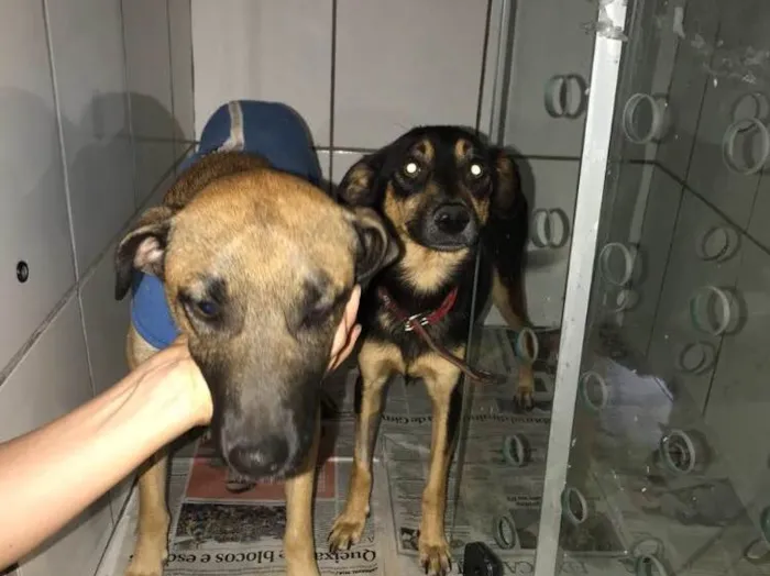 Cachorro ra a SRD  idade 2 anos nome Sem nome 