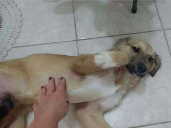 Cachorro ra a vira lata  idade 2 a 6 meses nome Max  