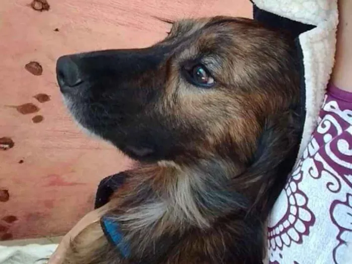 Cachorro ra a Vira lata idade 2 anos nome Lud