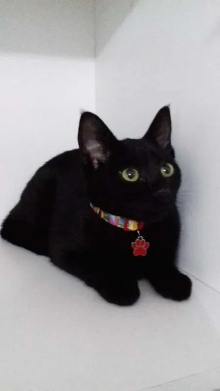 Gato ra a srd idade 2 a 6 meses nome Luke