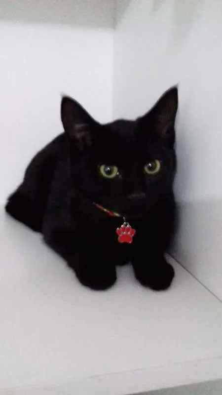Gato ra a srd idade 2 a 6 meses nome Luke