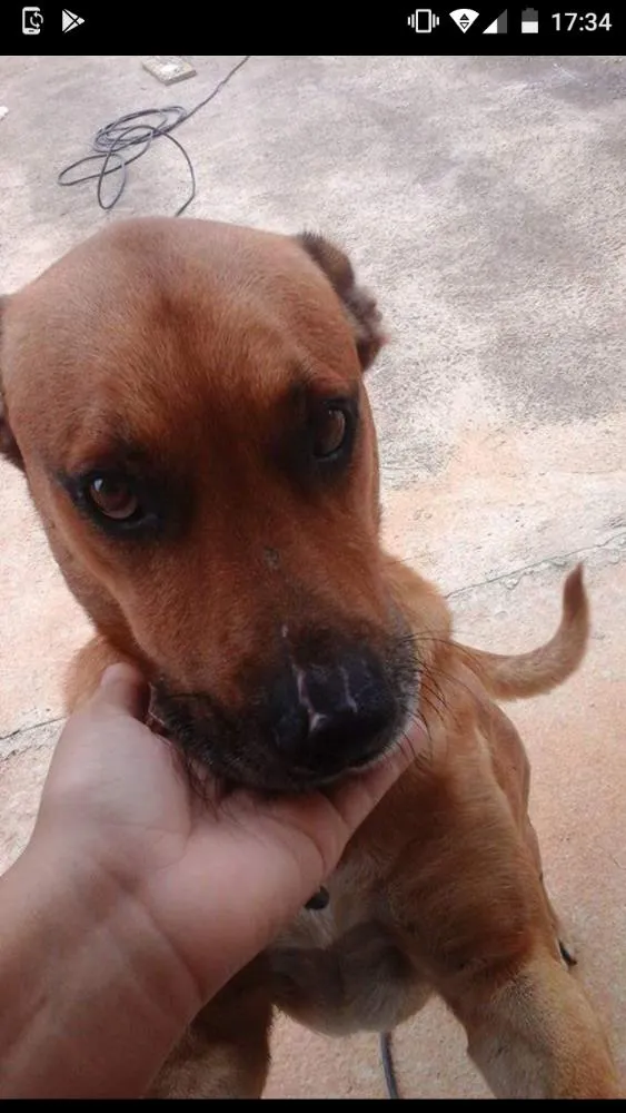 Cachorro ra a Sem raça definida idade  nome Thor