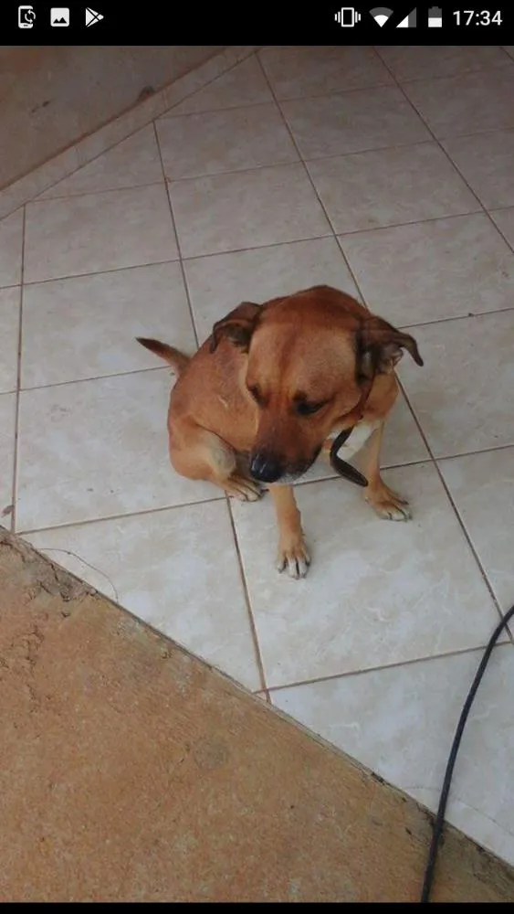 Cachorro ra a Sem raça definida idade  nome Thor