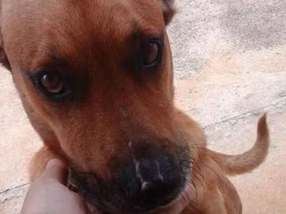 Cachorro ra a Sem raça definida idade  nome Thor