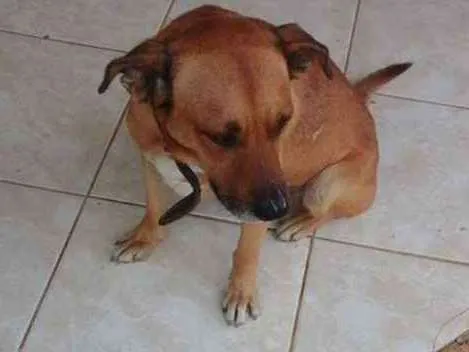 Cachorro ra a Sem raça definida idade  nome Thor