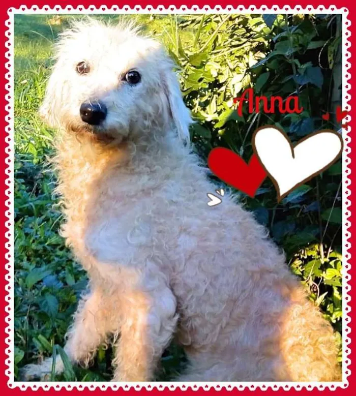 Cachorro ra a SRD idade  nome Lindos SRDs