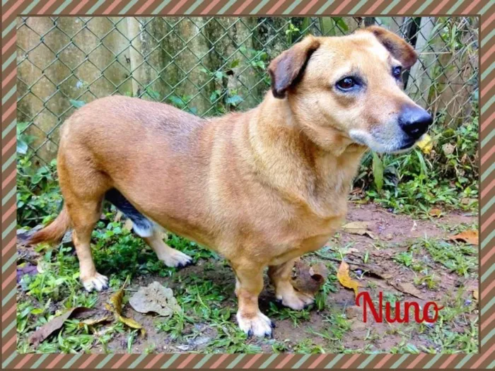Cachorro ra a SRD idade  nome Lindos SRDs