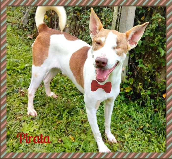Cachorro ra a SRD idade  nome Lindos SRDs