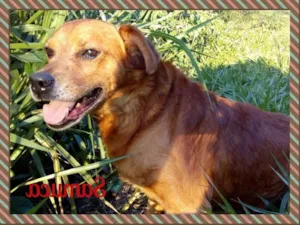 Cachorro raça SRD idade  nome Lindos SRDs