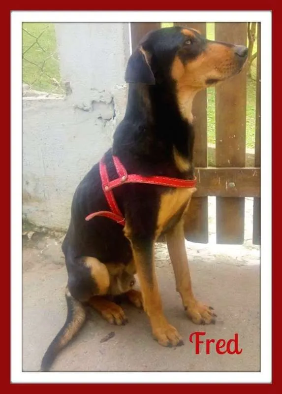 Cachorro ra a SRD idade  nome Lindos SRDs