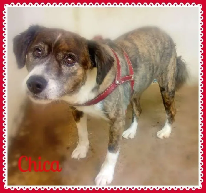 Cachorro ra a SRD idade  nome Lindos SRDs