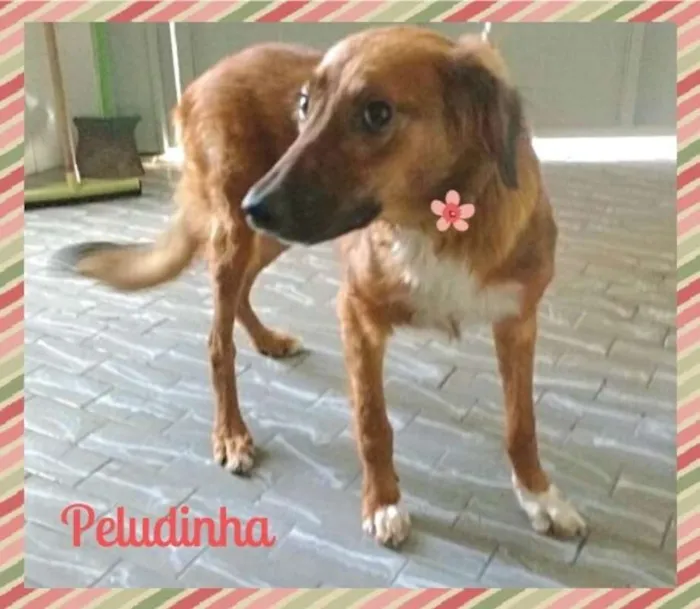 Cachorro ra a SRD idade  nome Lindos SRDs