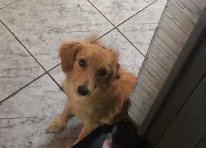 Cachorro ra a Não definida  idade 7 a 11 meses nome Jamess
