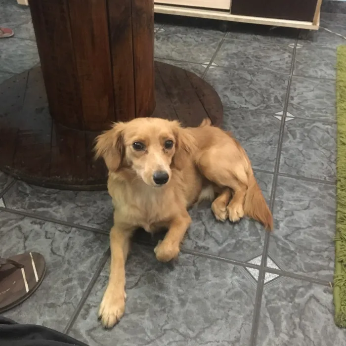 Cachorro ra a Não definida  idade 7 a 11 meses nome Jamess