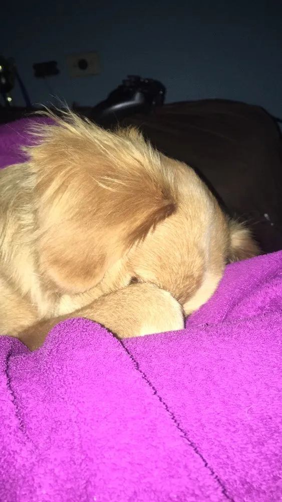 Cachorro ra a Não definida  idade 7 a 11 meses nome Jamess