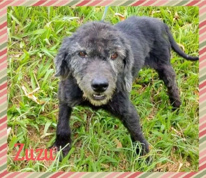 Cachorro ra a SRD idade  nome Lindos SRDs