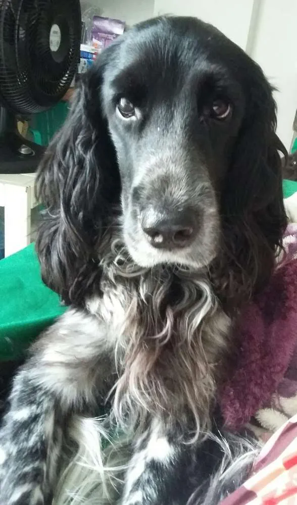 Cachorro ra a Cocker Spaniel idade 4 anos nome Lepo