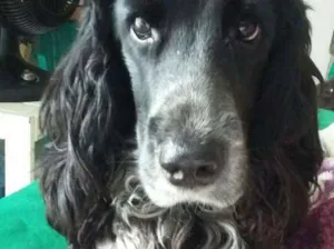 Cachorro raça Cocker Spaniel idade 4 anos nome Lepo