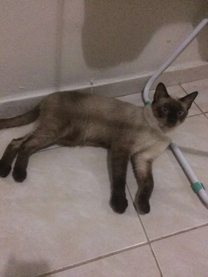 Gato raça Siames  idade 7 a 11 meses nome Meloso