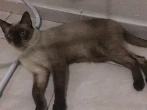 Gato raça Siames  idade 7 a 11 meses nome Meloso