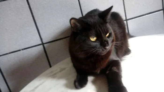 Gato ra a SRD idade 1 ano nome Peccus 
