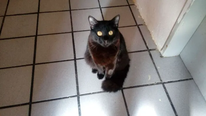 Gato ra a SRD idade 1 ano nome Peccus 